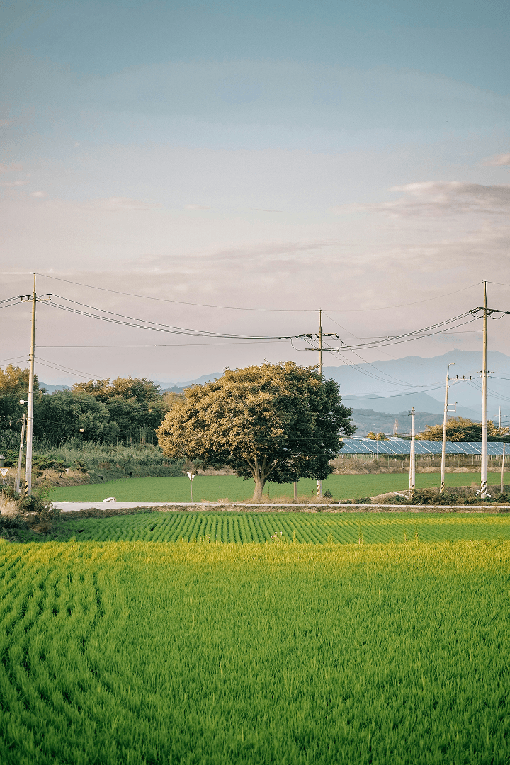 논밭과 농촌 풍경