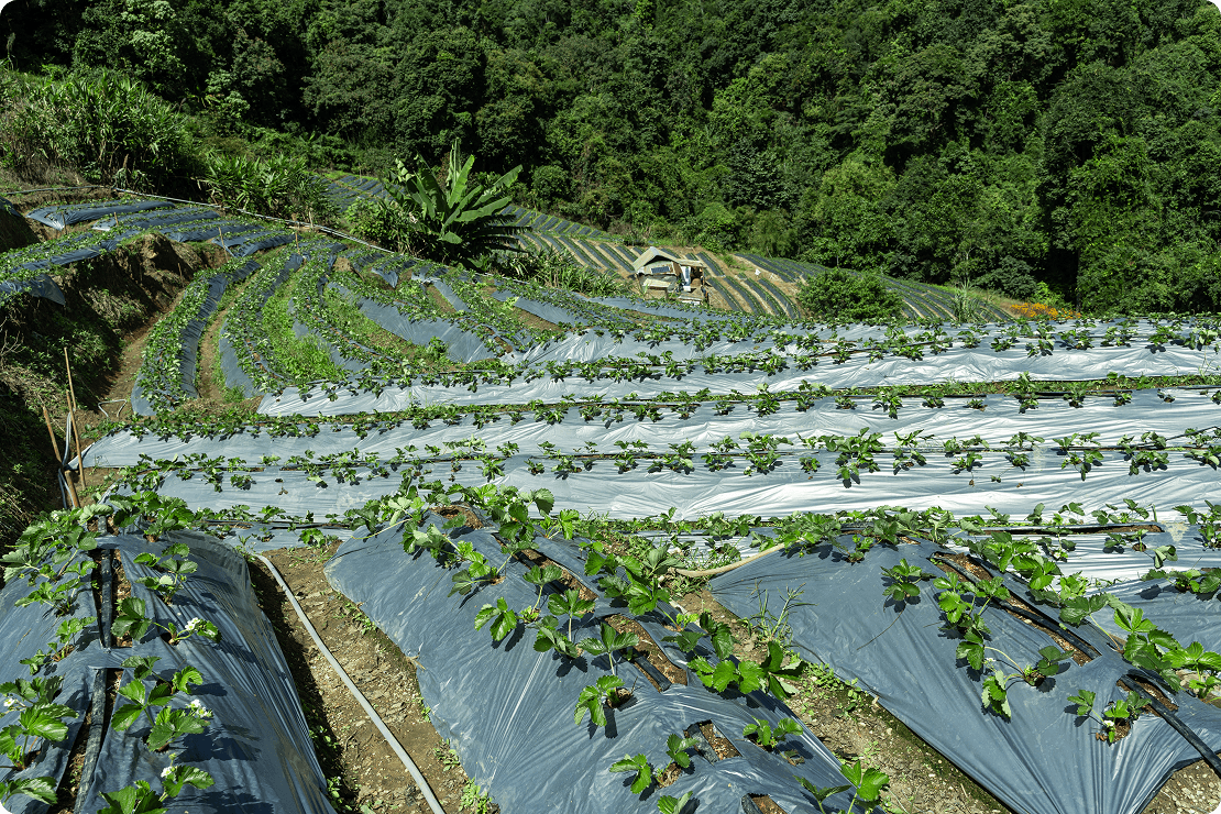 화동 농촌돌봄농장 활동 사진